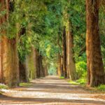avenue